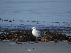 Ichthyaetus melanocephalus