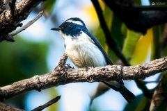 Ficedula superciliaris