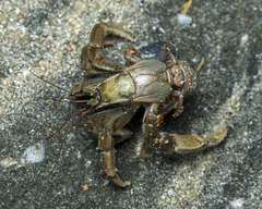 Coenobita