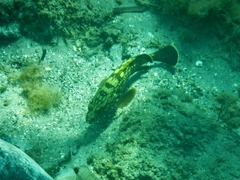 Epinephelus marginatus