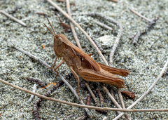 Aiolopus thalassinus