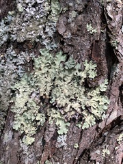 Flavoparmelia caperata