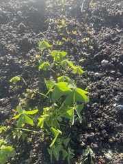 Oxalis latifolia