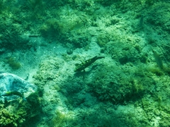 Epinephelus marginatus