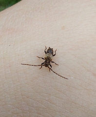 Pogonocherus hispidus