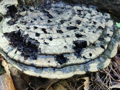 Ganoderma megaloma