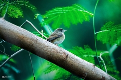 Muscicapa muttui
