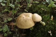 Boletus reticulatus