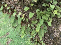 Pleopeltis polypodioides