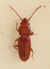 Laemophloeidae