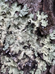 Flavoparmelia caperata