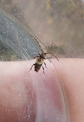 Pogonocherus hispidus