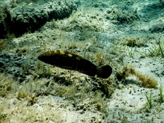 Epinephelus marginatus