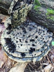 Ganoderma megaloma