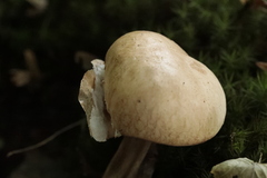 Boletus reticulatus