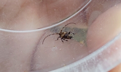 Pogonocherus hispidus