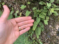 Pleopeltis polypodioides