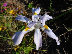 Moraea fugax