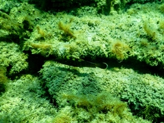 Epinephelus marginatus