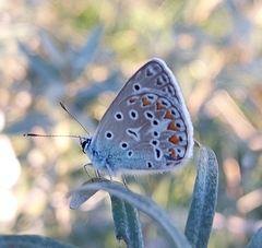 Polyommatus thersites