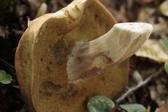 Boletus reticulatus