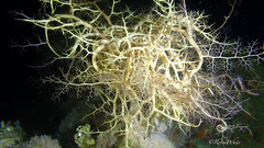 Astrophyton muricatum