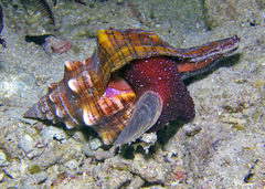 Pleuroploca trapezium