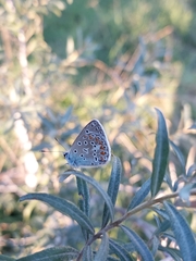 Polyommatus thersites
