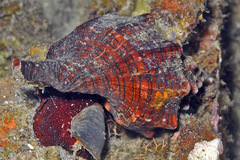 Pleuroploca trapezium