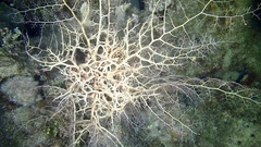 Astrophyton muricatum