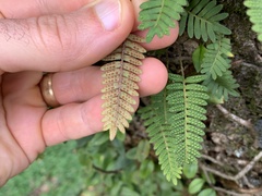 Pleopeltis polypodioides