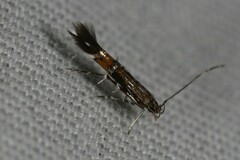 Cosmopterix pulchrimella