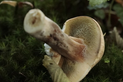 Boletus reticulatus