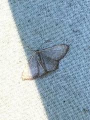 Leptostales pannaria