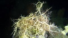 Astrophyton muricatum