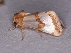 Schinia chrysellus
