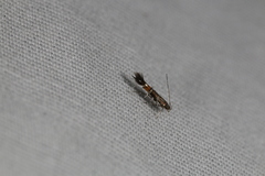 Cosmopterix pulchrimella