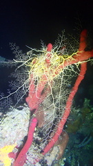 Astrophyton muricatum