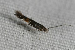 Cosmopterix pulchrimella