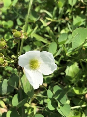 Echinodorus cordifolius