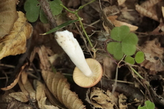 Pluteus leoninus