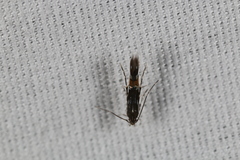 Cosmopterix pulchrimella