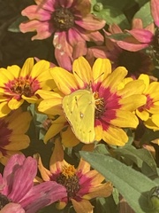 Papilionoidea