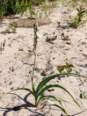 Chlorophytum graminifolium