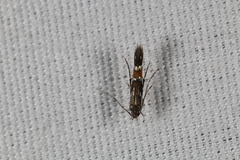 Cosmopterix pulchrimella