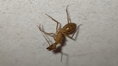Camponotus maculatus
