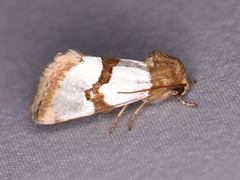 Schinia chrysellus
