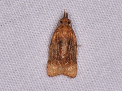 Platynota flavedana