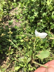 Echinodorus cordifolius