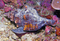 Pleuroploca trapezium